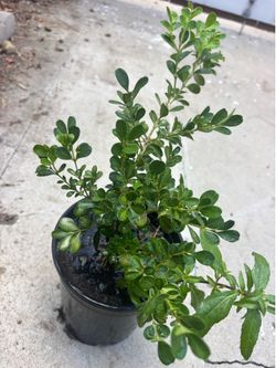 Set of 10. Boxwood wintergreen buxus Microphylla