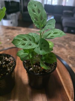 Prayer plants