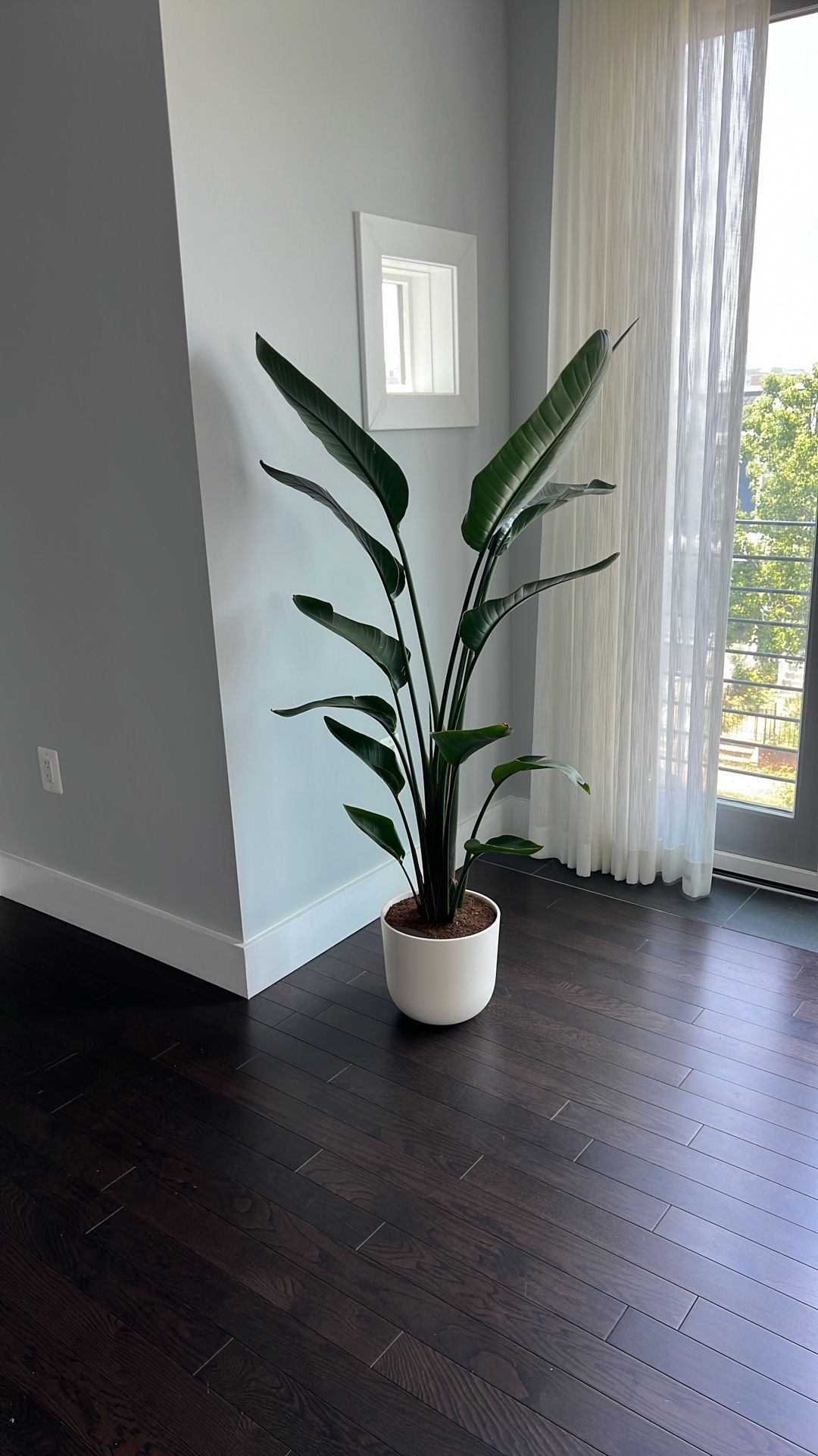 Bird of Paradise Plant