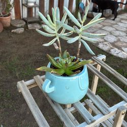 Potted Succulent 