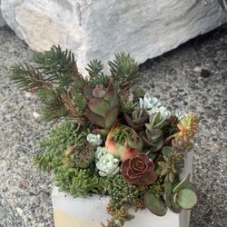 Succulent arrangement in cement Square planter