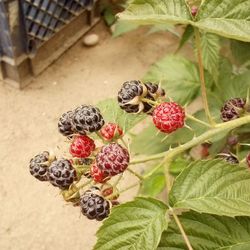 🍇Raspberry Plant (Brandywine)Frambuesa 