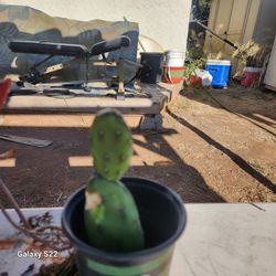 small cacti