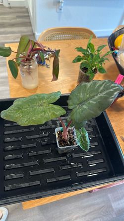 Alocasia Yucatán