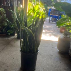 Snake Plant