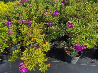 TIBOUCHINA 3GALLONS