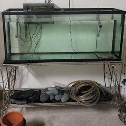 fish aquarium