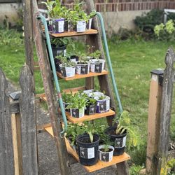 AFFORDABLE GARDEN STARTS