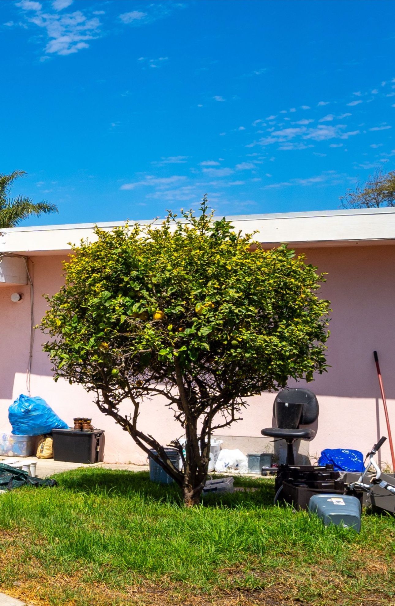 Lemon Tree for Sale in Oxnard, CA OfferUp