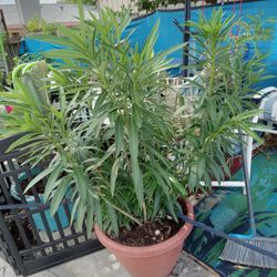 Plants Flowers Trees  Huge Plant Sale At Pep Boys On Walzem RdCactus Bromelaids Peppers Tomatoes  OKRA 🍅 😋 
