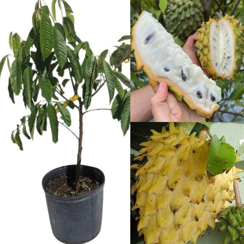 Rollinia Deliciosa Airlayered Trees 🌳 3gal Arboles De Biriba 3gal