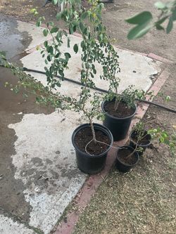 Árbol Guamuchil