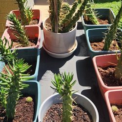 Outdoor Plants  / Cacti Rare