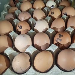 Brown Farm Chicken Eggs and Duck Eggs Daily 🥚 