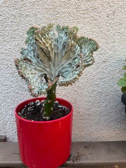 Coral Cactus Plant
