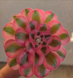 💕🌸 Aeonium 'Pink Witch'💕🩷