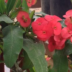 Coronas De Cristo De Flor Grande Diferentes Precios Y Diferentes Tamaños $25 