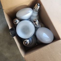 7 Bulbs For $12.00