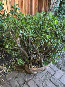 Plants all different prices