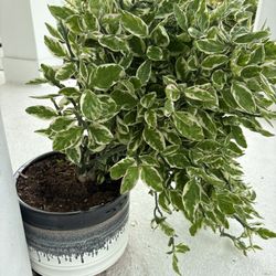 Devils Backbone in Ceramic Planter