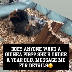 Female Guinea Pig