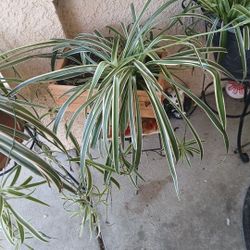 Spider Plant With Babies In Wood Box Ha