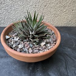 Zebra succulent plant