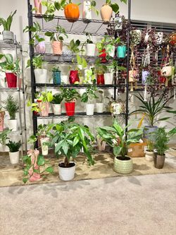 Indoor plants with %15 off