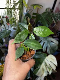 Hoya coriacia light splash