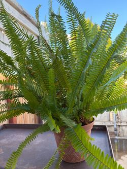 Fern Plants