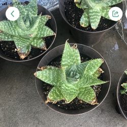 Aloe Vera