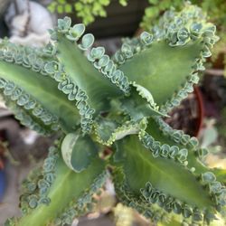 Mexican Hat Kalanchoe Succulent Mother of a Thousand Plant (See Pics)