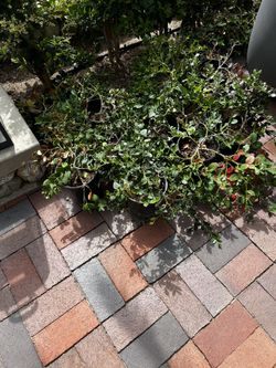 Plants Ground Cover New