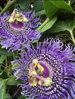 Pasiflora de flor morada (fragrant )