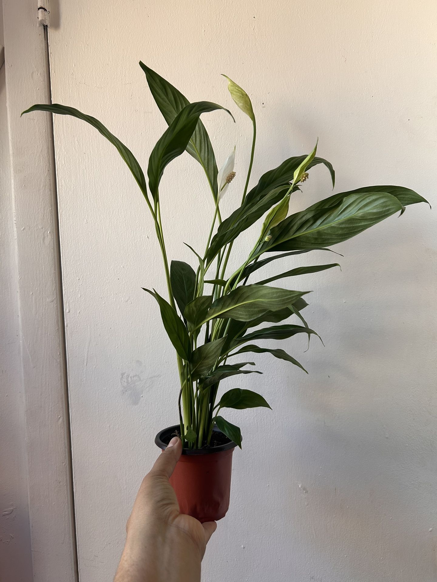 Peace Lily Read Description⤵️ I’m Not Replying Back To Hi Is This Still Available 🙄