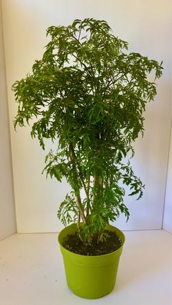 Ming aralia 7” pot b