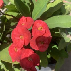 Corona De Cristo- Crown-of-thorns