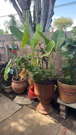 Plantas de venta