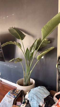 Various Plants