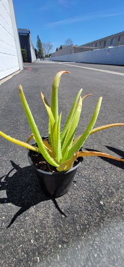 Aloe Vera Plant