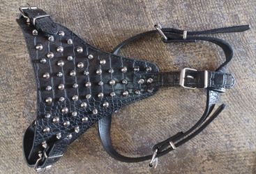 Studded Dog Harness, Collars, Leashes