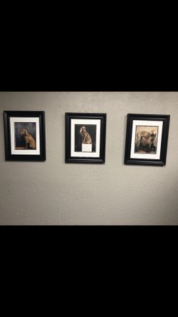 3 Lab dog funny pics