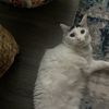 Annie