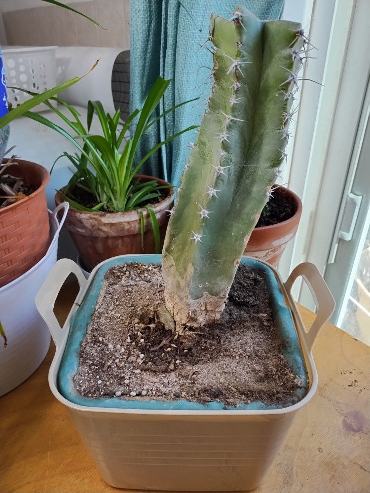 1 Senita/Pachycereus schottii/Whisker Cactus Cutting--Live Plant--Please Read The Description