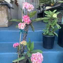 Planta De Corona De Cristo 