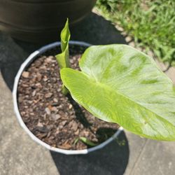 Tropical - Colocasia Esculenta (Elephant Ear)