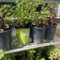 Roman Chamomile