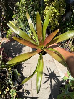 Bromeliad Plant in Pot