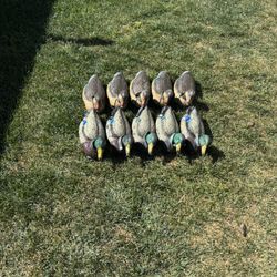 10 Mallard Horicon Block Premium Weighted duck  Decoys