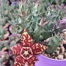 4” Rare Orbea Semota (first Pic Is Example Of The Flower)
